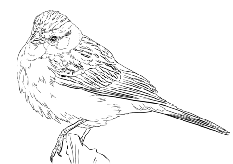 Chipping Sparrow Coloring Page